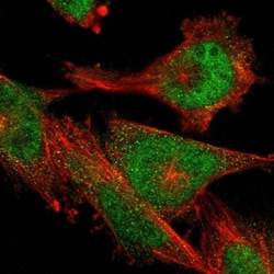 RG9MTD3 Antibody, Novus Biologicals 0.1mL; Unlabeled:Antibodies, Polyclonal